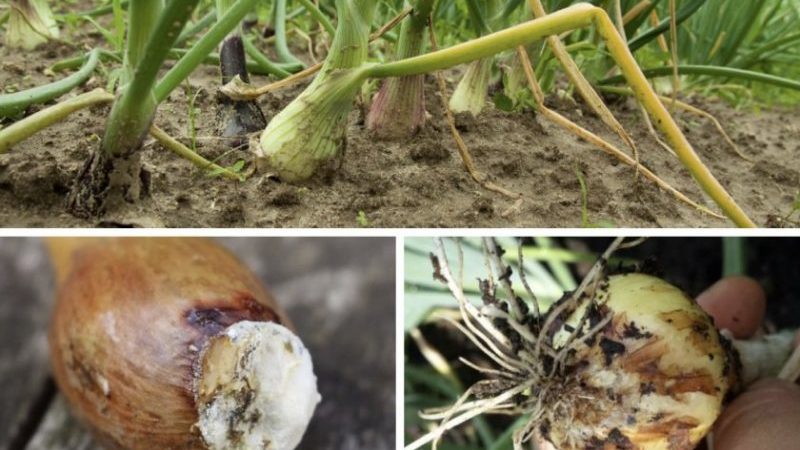 Que faire si l'oignon pourrit pendant le stockage et dans le jardin