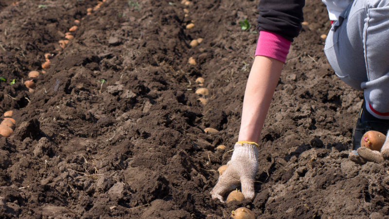 Préparer le sol pour planter des pommes de terre: quelle acidité de la terre est nécessaire