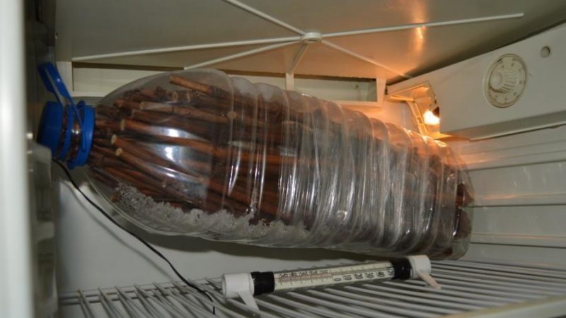 Des moyens éprouvés de conserver les boutures de raisin en hiver et de les vérifier avant la plantation