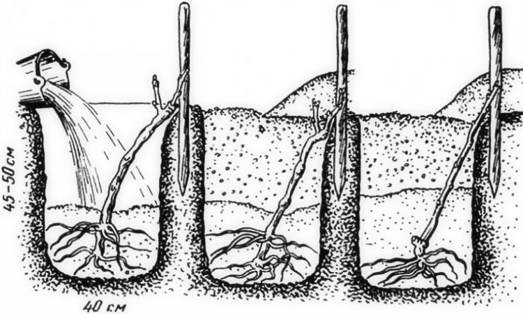 Comment les raisins doivent être plantés en automne