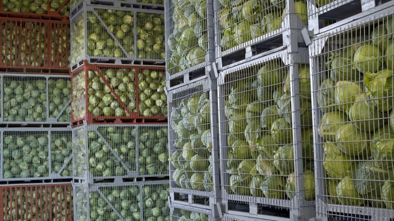 Les meilleures façons de stocker le chou dans la cave en hiver