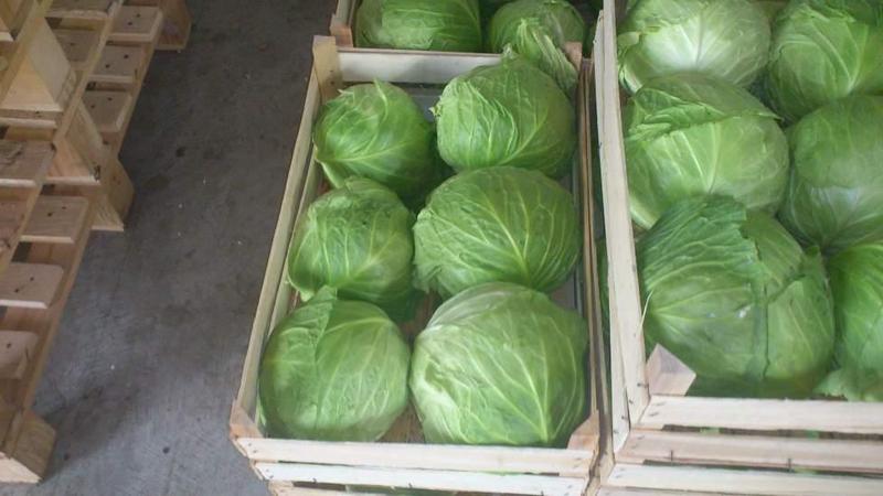 Les meilleures façons de stocker le chou dans la cave en hiver