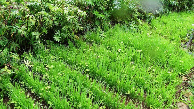 Quelles sont les différences entre le blé, le seigle, l'avoine et l'orge: photo et caractéristiques comparatives