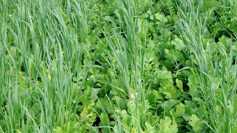 Comment et quand couper l'avoine comme l'engrais vert