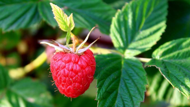 Les meilleures variétés de framboises remontantes