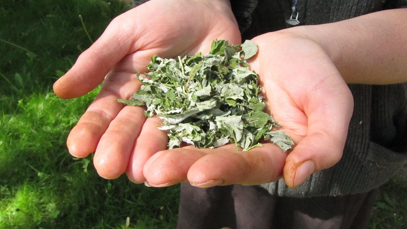 Comment et quand récolter les feuilles de cassis et de framboisier pour les faire sécher pour l'hiver