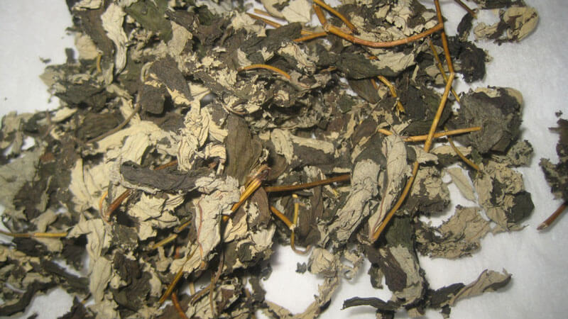 Comment et quand récolter les feuilles de cassis et de framboisier pour les faire sécher pour l'hiver