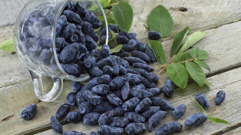 Les meilleures variétés de chèvrefeuille comestible