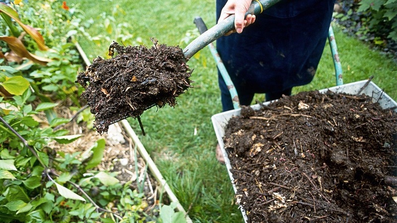 Comment et comment nourrir les framboises à l'automne