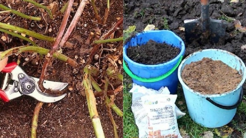 Comment et comment nourrir les framboises à l'automne