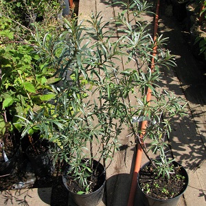 Comment planter correctement l'argousier à l'automne et en prendre soin après la plantation