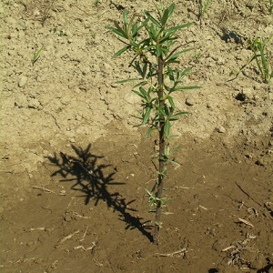 Comment planter correctement l'argousier à l'automne et en prendre soin après la plantation