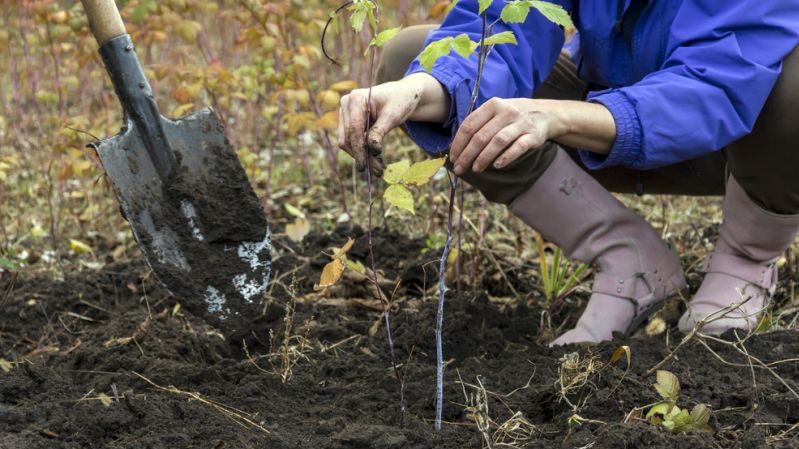 Comment bien planter des framboises à l'automne et en prendre soin davantage
