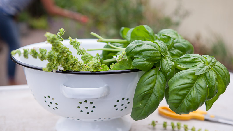 Comment bien préparer le basilic pour l'hiver à la maison de différentes manières