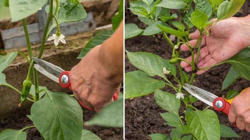 Comment se fait la formation d'un poivrier: instructions pour les débutants et erreurs courantes