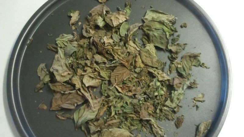 Quand ramasser et comment bien sécher le basilic à la maison