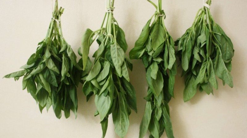 Quand ramasser et comment bien sécher le basilic à la maison