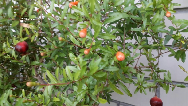 Guide du débutant: comment entretenir une grenade en pot à la maison