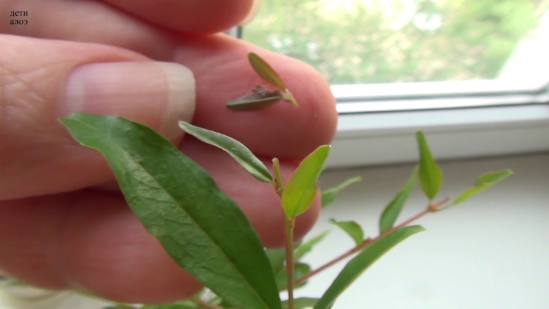 Guide du débutant: comment entretenir une grenade en pot à la maison