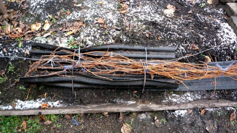 Caractéristiques du réchauffement des raisins dans la région de Moscou: comment et quand il est préférable de se couvrir pour l'hiver