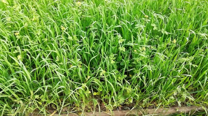 Quels sont les meilleurs siderates à utiliser après le chou à l'automne