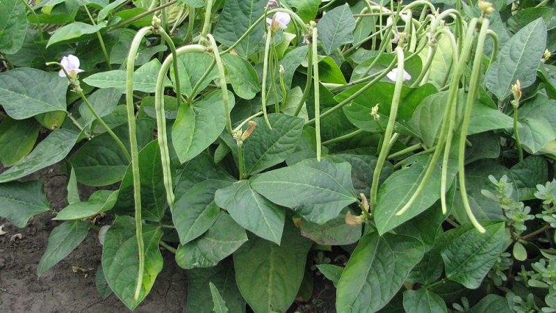 Quels sont les meilleurs siderates à utiliser après le chou à l'automne