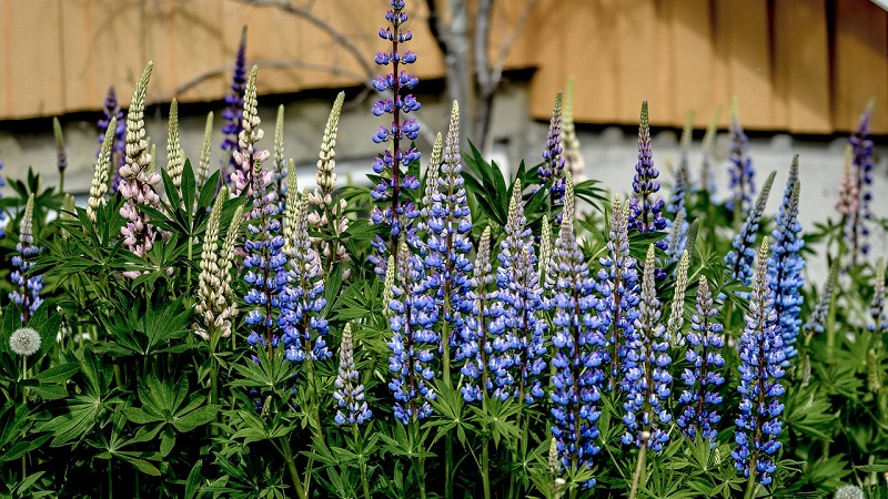 Quels sont les meilleurs siderates à utiliser après le chou à l'automne