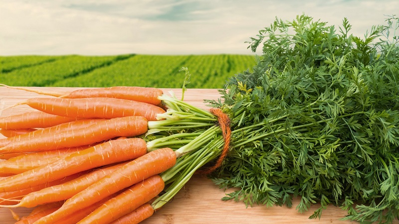 Teneur en calories, vitamines et valeur nutritionnelle des carottes fraîches et cuites