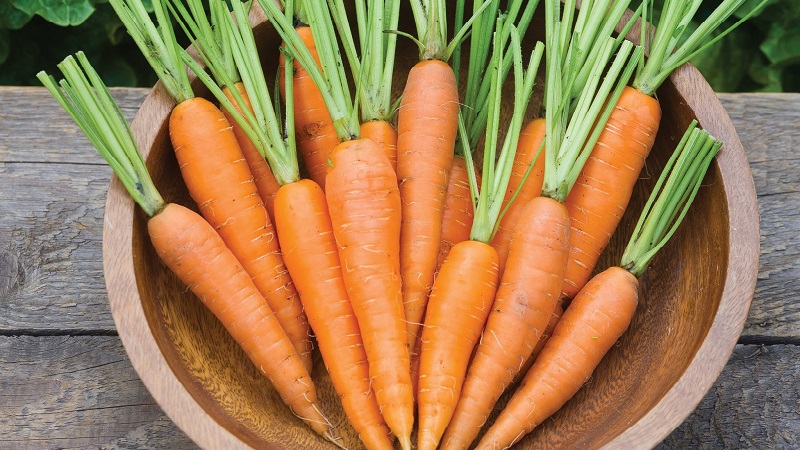 Teneur en calories, vitamines et valeur nutritionnelle des carottes fraîches et cuites