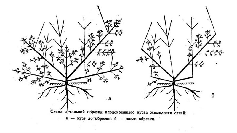 Quand et comment tailler le chèvrefeuille à l'automne pour une bonne récolte