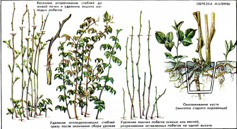 Quand et comment tailler correctement les framboises à l'automne