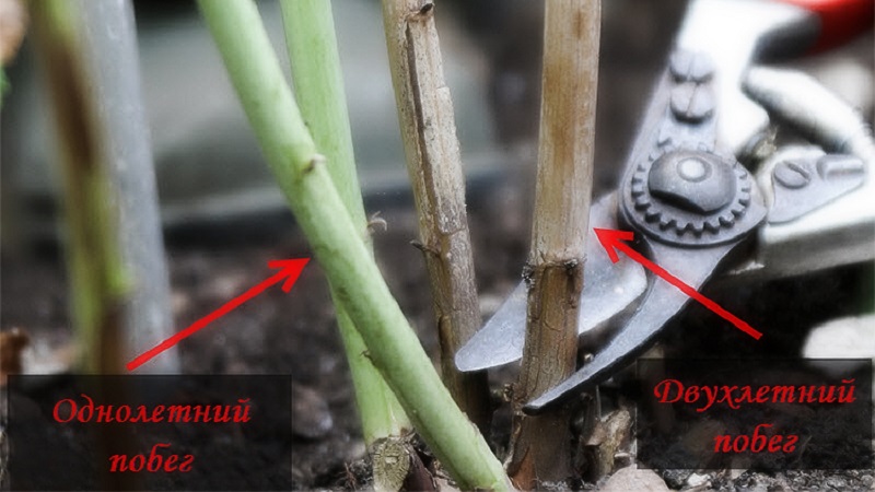 Quand et comment tailler correctement les framboises à l'automne