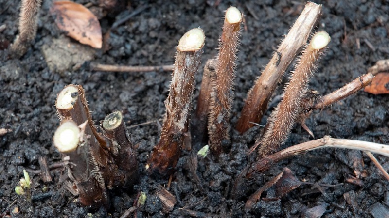 Quand et comment tailler correctement les framboises à l'automne