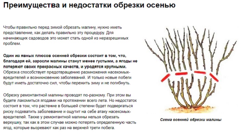 Quand et comment tailler correctement les framboises à l'automne