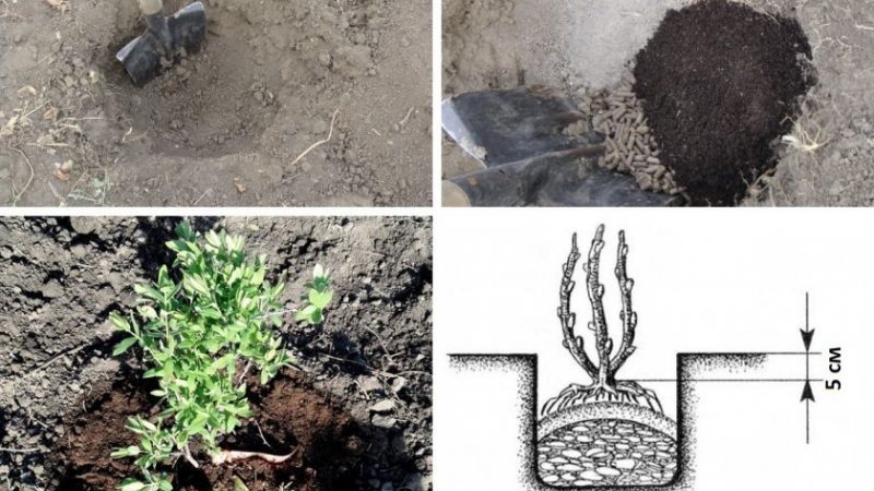 Quand et comment planter du chèvrefeuille à l'automne et quelles erreurs éviter lors de la plantation