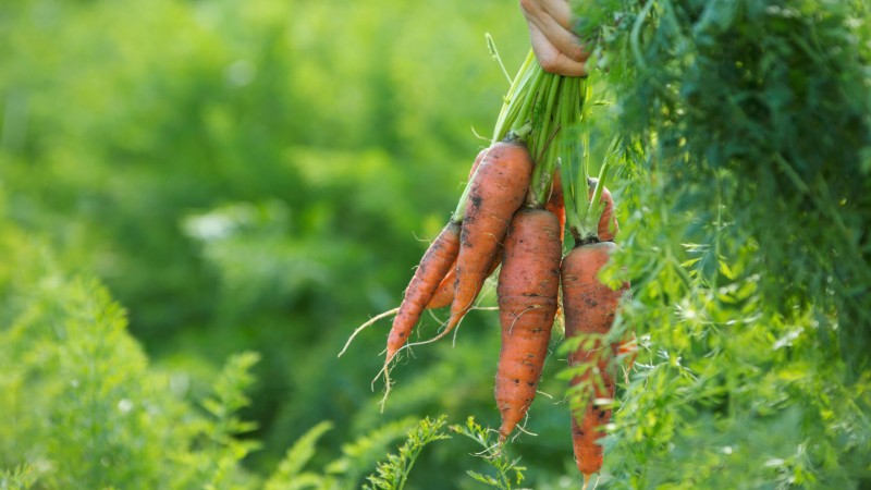 Comment déterminer quand conserver les carottes du jardin