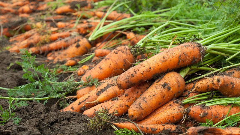 Comment déterminer quand conserver les carottes du jardin