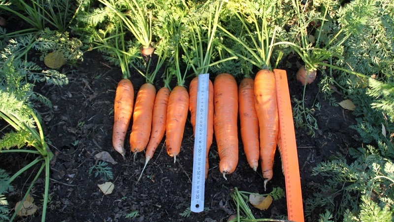 Comment déterminer quand conserver les carottes du jardin