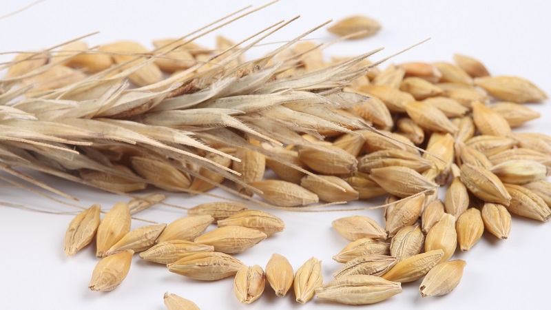 Propriétés curatives de l'avoine: recettes folkloriques et contre-indications