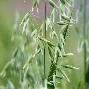 Propriétés curatives de l'avoine: recettes folkloriques et contre-indications