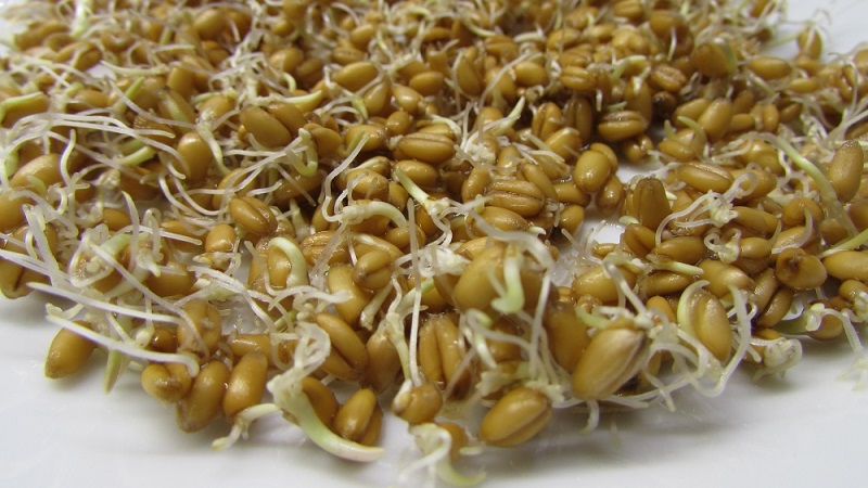 Propriétés curatives de l'avoine: recettes folkloriques et contre-indications