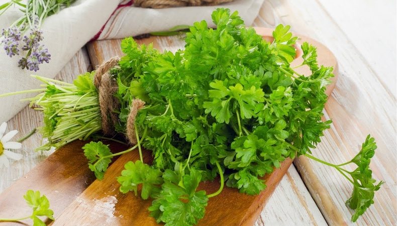 Propriétés médicinales du persil et contre-indications d'utilisation