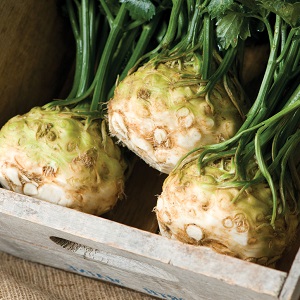 Meilleures façons de conserver le céleri-racine pour l'hiver à la maison