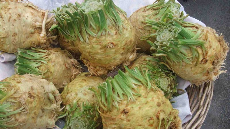 Meilleures façons de conserver le céleri-racine pour l'hiver à la maison