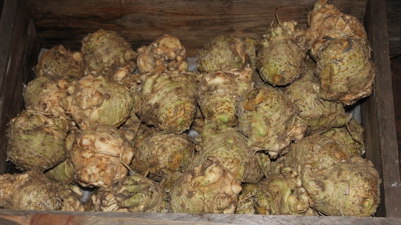 Meilleures façons de conserver le céleri-racine pour l'hiver à la maison