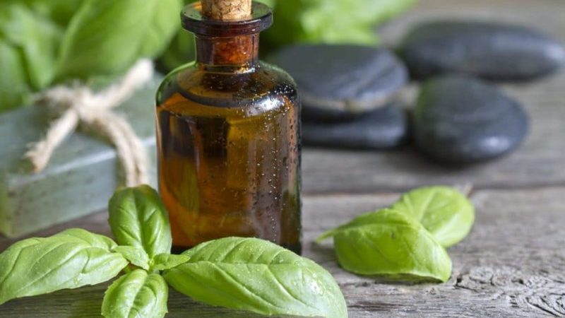 Pourquoi l'huile essentielle de basilic est utile et comment l'utiliser correctement