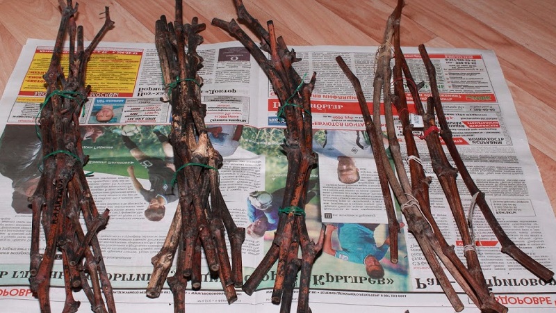 Méthodes de stockage des boutures de raisin en hiver et germination au printemps