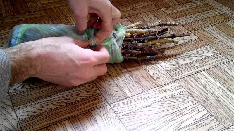 Méthodes de stockage des boutures de raisin en hiver et germination au printemps