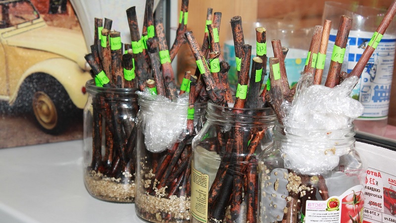 Cépage universel classique Delight