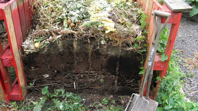 Mieux vaut nourrir le chou après la plantation dans le sol et à l'automne